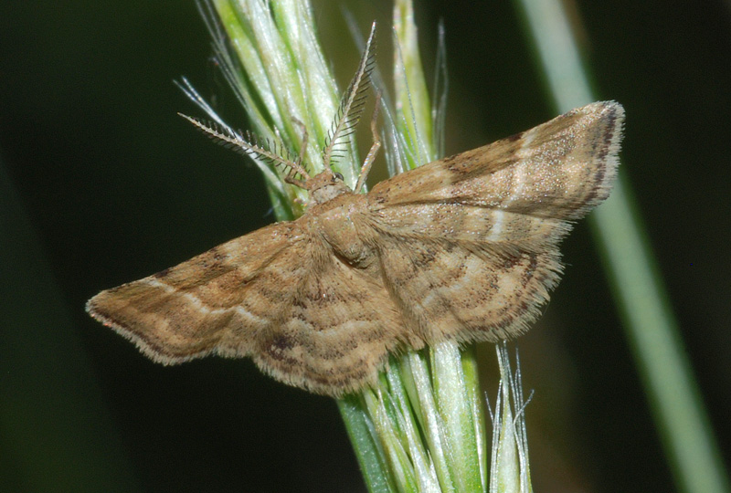 Emmiltis pygmaearia- maschio e femmina